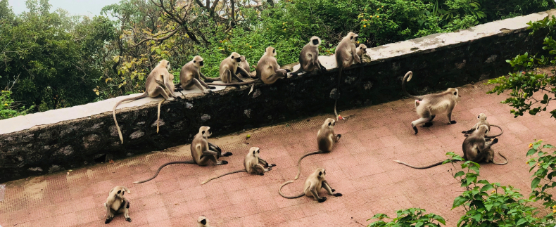 monkey