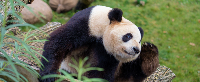 panda
